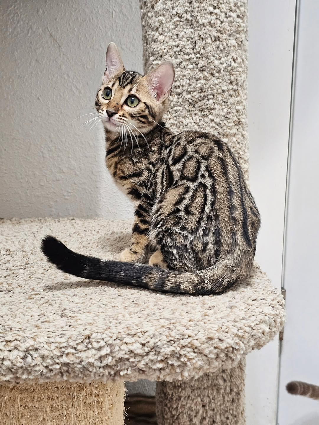 Coco - Golden Rosette Bengal Kitten