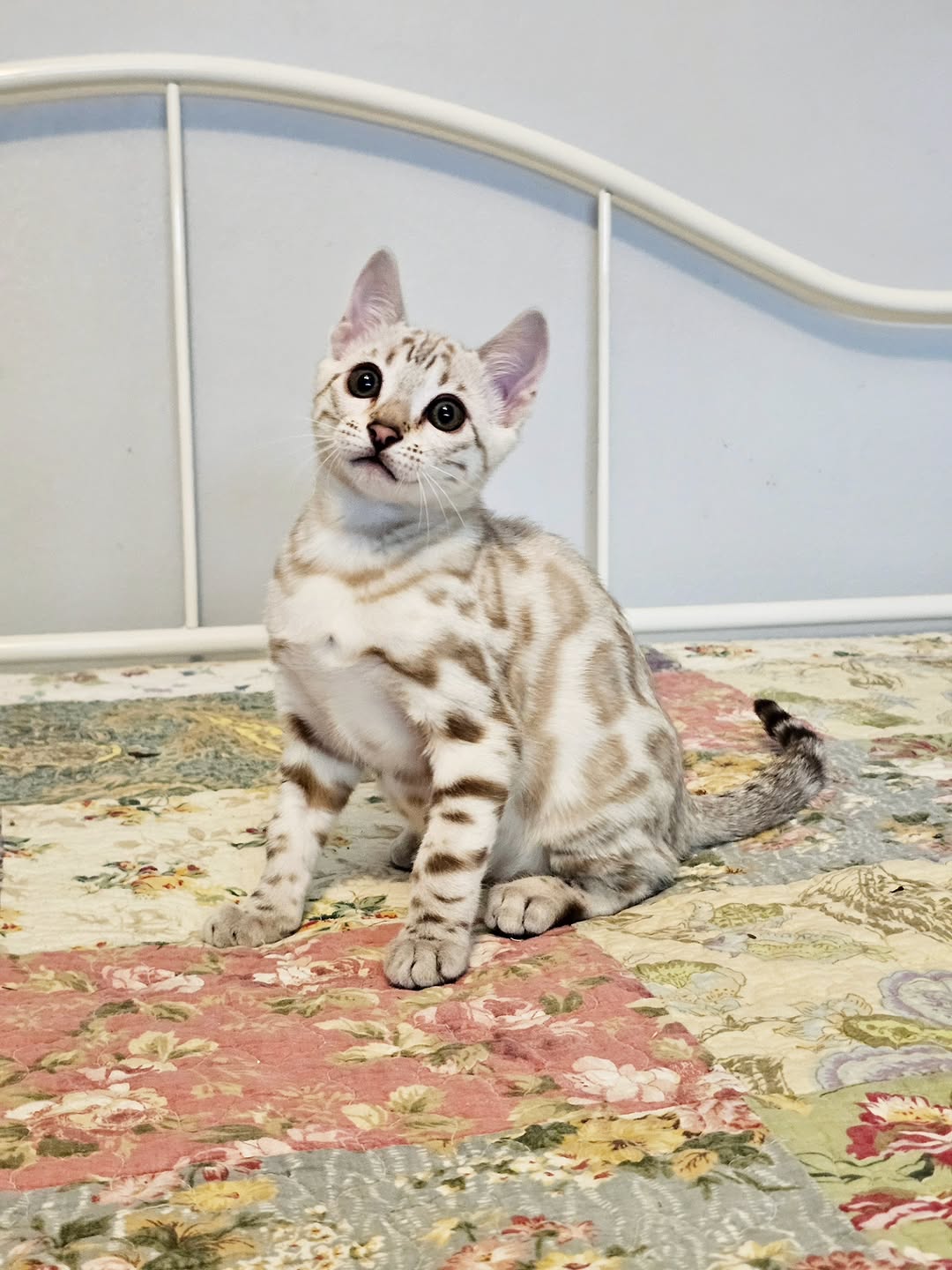 Keri - Mink Bengal Kitten