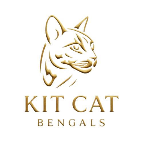 Kit Cat Bengals Logo